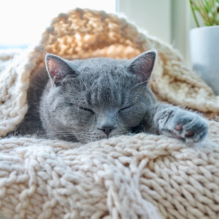 Gray cat pet sleeping on warm knitted woolen scarf on window, in cold autumn winter season. Comfort, calm, cozy, heating, animals, house concept